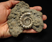 Load image into Gallery viewer, Huge pyrite Eteoderoceras (Eoderoceras) ammonite fossil (110 mm)
