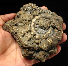 Load image into Gallery viewer, GIANT pyrite Eteoderoceras (Eoderoceras) ammonite fossil (120 mm)
