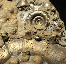 Load image into Gallery viewer, GIANT pyrite Eteoderoceras (Eoderoceras) ammonite fossil (120 mm)
