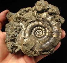 Load image into Gallery viewer, GIANT pyrite Eteoderoceras (Eoderoceras) ammonite fossil (120 mm)
