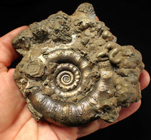 Load image into Gallery viewer, GIANT pyrite Eteoderoceras (Eoderoceras) ammonite fossil (120 mm)

