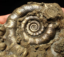 Load image into Gallery viewer, GIANT pyrite Eteoderoceras (Eoderoceras) ammonite fossil (120 mm)
