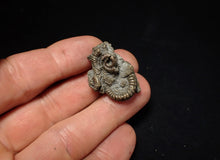 Load image into Gallery viewer, Full pyrite multi-ammonite fossil (29 mm) Crucilobiceras
