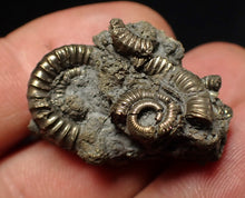 Load image into Gallery viewer, Full pyrite multi-ammonite fossil (29 mm) Crucilobiceras
