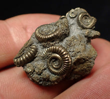 Load image into Gallery viewer, Full pyrite multi-ammonite fossil (29 mm) Crucilobiceras
