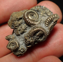 Load image into Gallery viewer, Full pyrite multi-ammonite fossil (29 mm) Crucilobiceras

