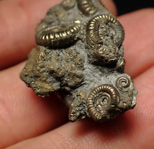 Load image into Gallery viewer, Full pyrite multi-ammonite fossil (29 mm) Crucilobiceras
