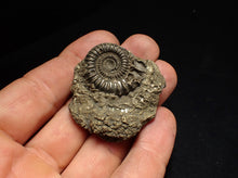 Load image into Gallery viewer, Pyrite multi-ammonite fossil (42 mm) Crucilobiceras
