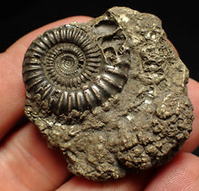 Load image into Gallery viewer, Pyrite multi-ammonite fossil (42 mm) Crucilobiceras
