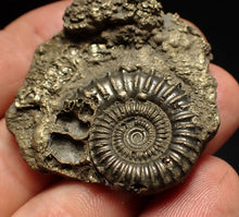 Load image into Gallery viewer, Pyrite multi-ammonite fossil (42 mm) Crucilobiceras
