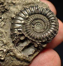 Load image into Gallery viewer, Pyrite multi-ammonite fossil (42 mm) Crucilobiceras
