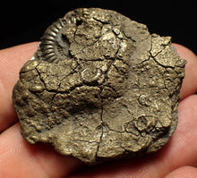 Load image into Gallery viewer, Pyrite multi-ammonite fossil (42 mm) Crucilobiceras
