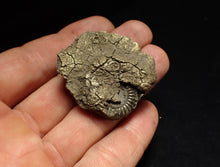 Load image into Gallery viewer, Pyrite multi-ammonite fossil (42 mm) Crucilobiceras
