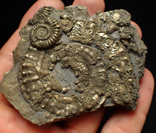 Load image into Gallery viewer, Large pyrite multi-ammonite fossil (76 mm) Crucilobiceras

