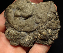 Load image into Gallery viewer, Large pyrite multi-ammonite fossil (76 mm) Crucilobiceras
