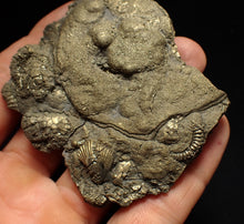 Load image into Gallery viewer, Large pyrite multi-ammonite fossil (76 mm) Crucilobiceras
