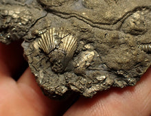 Load image into Gallery viewer, Large pyrite multi-ammonite fossil (76 mm) Crucilobiceras
