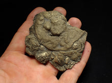 Load image into Gallery viewer, Large pyrite multi-ammonite fossil (76 mm) Crucilobiceras
