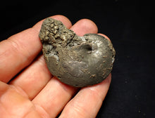 Load image into Gallery viewer, Oxynoticeras pyrite ammonite fossil (56mm)
