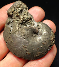 Load image into Gallery viewer, Oxynoticeras pyrite ammonite fossil (56mm)
