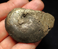 Load image into Gallery viewer, Oxynoticeras pyrite ammonite fossil (56mm)
