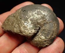 Load image into Gallery viewer, Oxynoticeras pyrite ammonite fossil (56mm)
