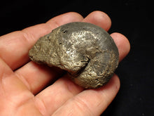 Load image into Gallery viewer, Oxynoticeras pyrite ammonite fossil (56mm)
