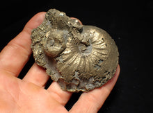 Load image into Gallery viewer, Large Oxynoticeras pyrite ammonite fossil (80mm)
