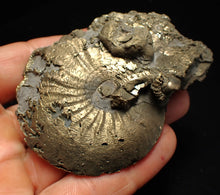 Load image into Gallery viewer, Large Oxynoticeras pyrite ammonite fossil (80mm)
