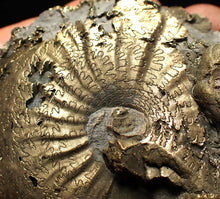 Load image into Gallery viewer, Large Oxynoticeras pyrite ammonite fossil (80mm)
