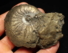 Load image into Gallery viewer, Large Oxynoticeras pyrite ammonite fossil (80mm)
