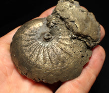 Load image into Gallery viewer, Large Oxynoticeras pyrite ammonite fossil (80mm)
