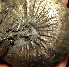 Load image into Gallery viewer, Large Oxynoticeras pyrite ammonite fossil (80mm)
