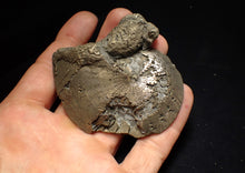 Load image into Gallery viewer, Large Oxynoticeras pyrite ammonite fossil (76mm)
