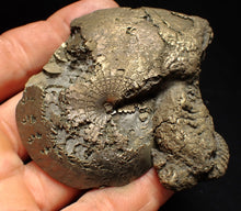 Load image into Gallery viewer, Large Oxynoticeras pyrite ammonite fossil (76mm)
