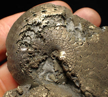 Load image into Gallery viewer, Large Oxynoticeras pyrite ammonite fossil (76mm)

