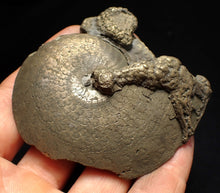 Load image into Gallery viewer, Large Oxynoticeras pyrite ammonite fossil (76mm)
