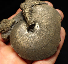 Load image into Gallery viewer, Large Oxynoticeras pyrite ammonite fossil (76mm)
