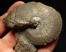 Load image into Gallery viewer, Large Oxynoticeras pyrite ammonite fossil (76mm)
