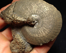 Load image into Gallery viewer, Large Oxynoticeras pyrite ammonite fossil (76mm)
