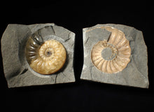 Load image into Gallery viewer, Asteroceras obtusum fossils x 2

