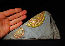 Load image into Gallery viewer, Large iridescent double-Caloceras display ammonite fossil
