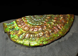 Large iridescent double-Caloceras display ammonite fossil