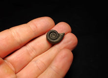 Load image into Gallery viewer, Crucilobiceras pyrite ammonite fossil (20 mm)
