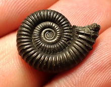 Load image into Gallery viewer, Crucilobiceras pyrite ammonite fossil (20 mm)

