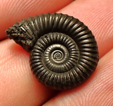 Load image into Gallery viewer, Crucilobiceras pyrite ammonite fossil (20 mm)
