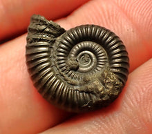 Load image into Gallery viewer, Crucilobiceras pyrite ammonite fossil (20 mm)
