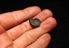 Load image into Gallery viewer, Crucilobiceras pyrite ammonite fossil (20 mm)
