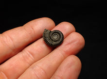 Load image into Gallery viewer, Crucilobiceras pyrite ammonite fossil (20 mm)
