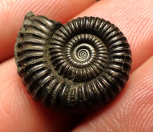 Load image into Gallery viewer, Crucilobiceras pyrite ammonite fossil (20 mm)
